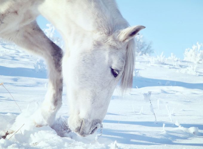 Wallpaper Horse, hooves, mane, white, snow, winter, close, Animals 8997119739